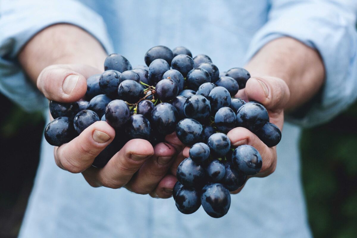The Benefits Of Efficient Water Management In The Wine Industry