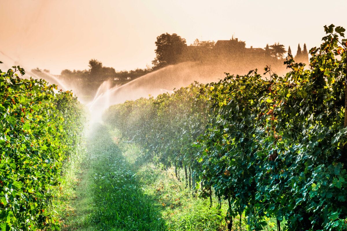 The Benefits Of Efficient Water Management In The Wine Industry